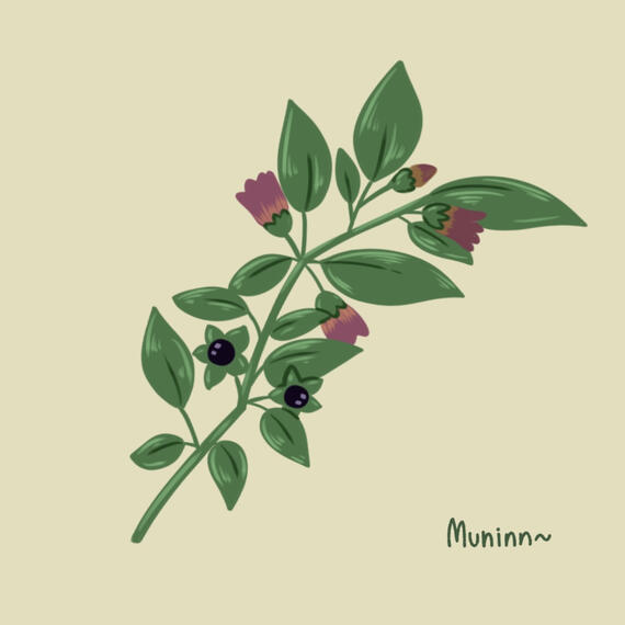 Belladonna